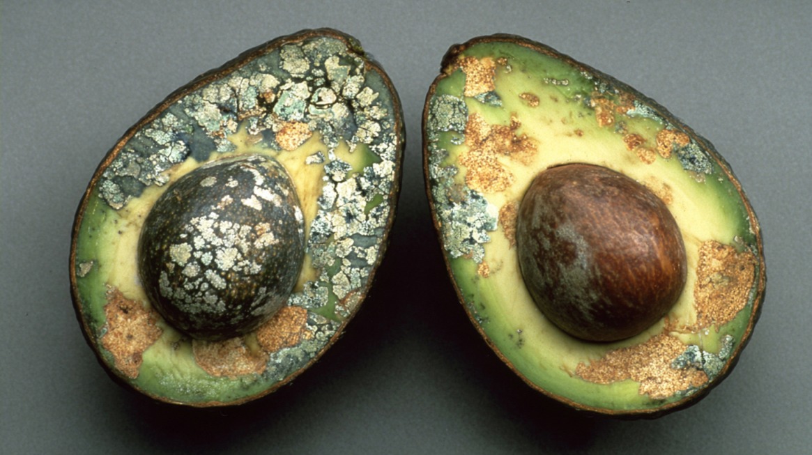Two avocado halves showing severe mold growth and discoloration on the flesh and pits