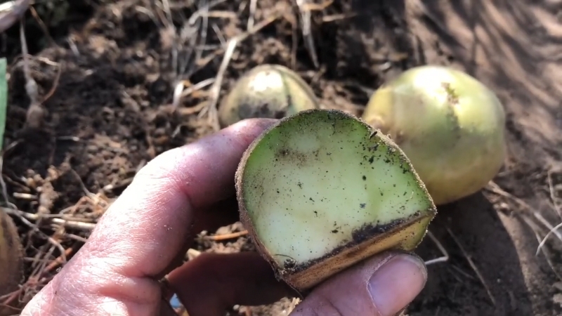 A freshly cut green potato held in hand, showing discoloration that signals possible toxin presence