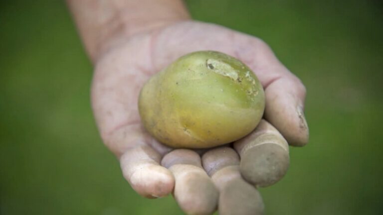 A green potato held in a person’s hand, showing visible discoloration on the skin