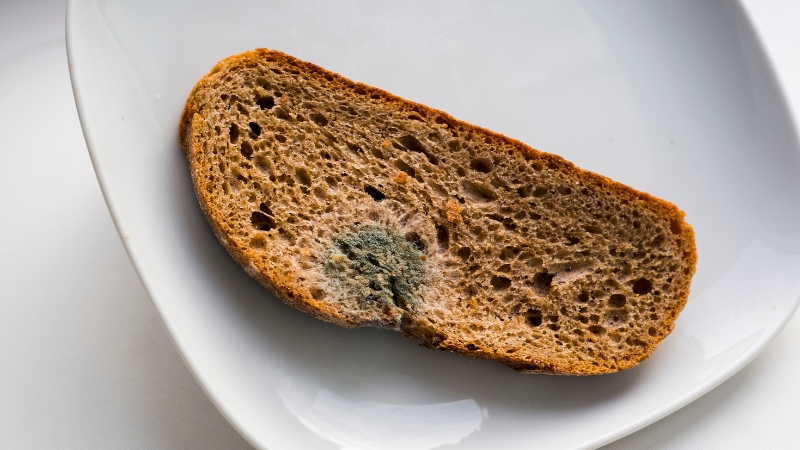 A slice of bread with visible green mold growth in the center, showing fungal spread on its surface