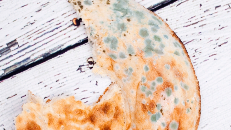 A piece of flatbread with large green and blue mold patches on the surface