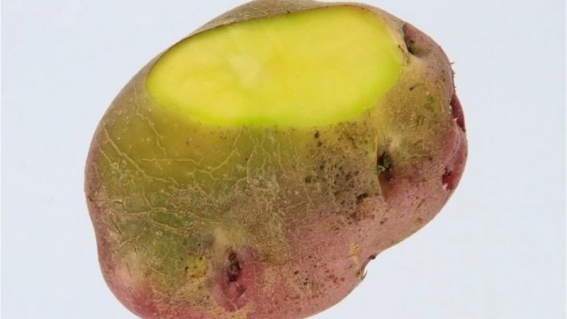 A potato with green discoloration