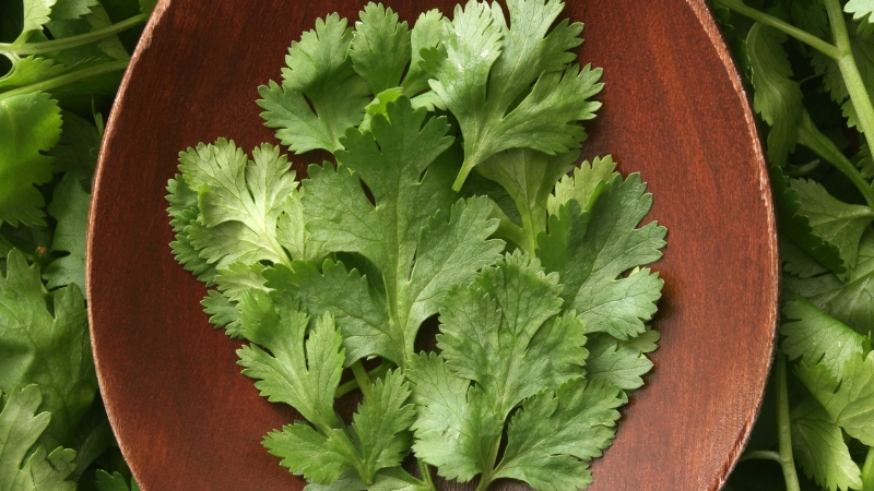 Fresh cilantro leaves on a wooden spoon