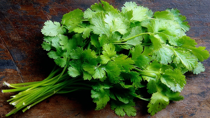 Fresh cilantro bunch on a wooden surface showing why some people experience a strong soapy taste