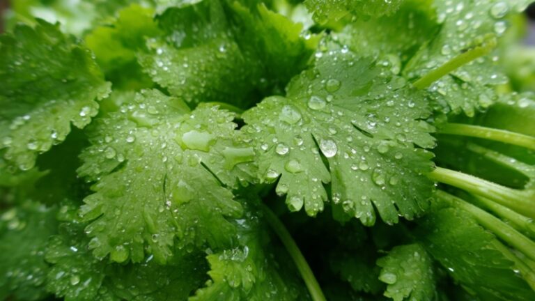 Close-up of fresh cilantro leaves that explain why some people say cilantro taste like soap